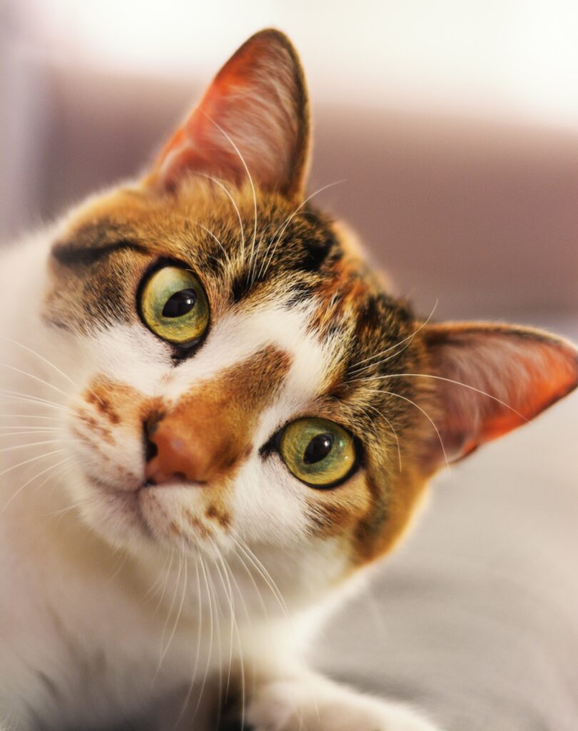 cães & gatos bem alimentados